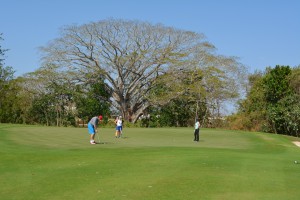 A stately corotu tree fans out behind a Buenaventura green.